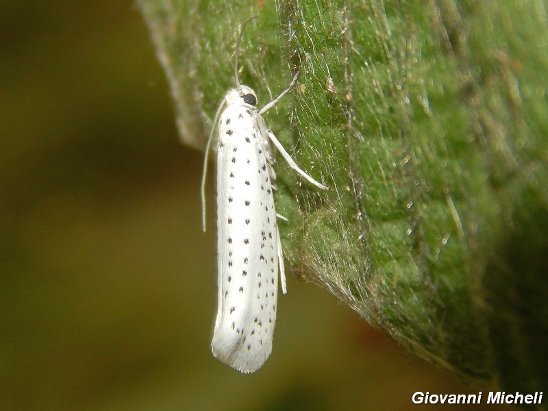 Yponomeuta evonymella ?